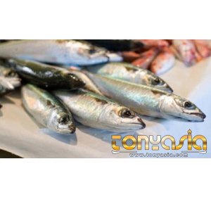 Makan Ikan Lebih Efektif untuk Kesehatan Tulang | Tembak Ikan | Tembak Ikan Online