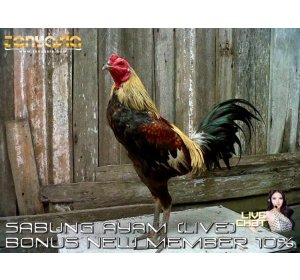 Berbagai Kemudahan Dalam Memasang Taruhan Video | Sabung Ayam Online | Bandar Judi Sabung Ayam